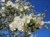 Kirsche Blüte 28