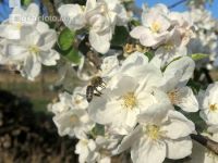 Kirsche Blüte 30