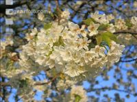 Kirsche Blüte 33