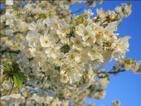 Kirsche Blüte 34