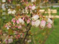 Heidelbeere Blüte 4