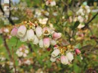 Heidelbeere Blüte 3