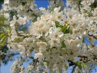 Kirsche Blüte 27