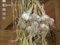 Knoblauch 12