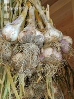 Knoblauch 11