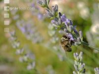 Biene Lavendel 5
