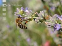 Biene Lavendel 4