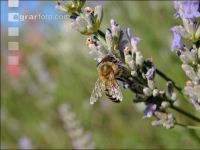 Biene Lavendel 3