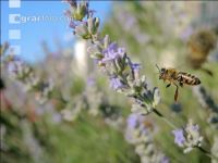 Biene Lavendel 1