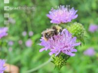 wildbienen 13