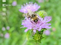 wildbienen 12