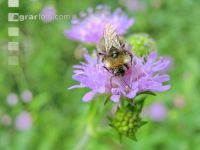 wildbienen 11