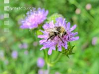wildbienen 10
