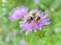 wildbienen 9