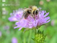 wildbienen 8