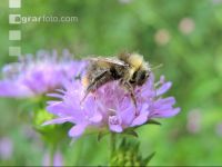wildbienen 7