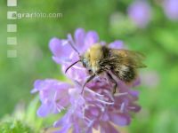 wildbienen 6