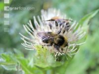 wildbienen 5