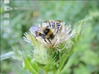 wildbienen 4