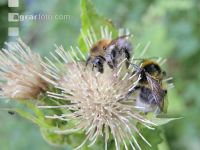 wildbienen 3