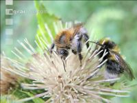 wildbienen 2