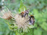 wildbienen 1