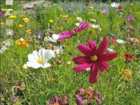 Wildflowers meadows 5
