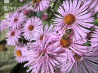 Biene Herbst 5