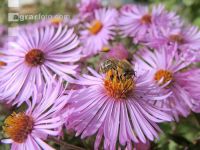 Biene Herbst 2