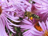 Biene Herbst 1