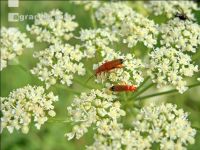Rhagonycha fulva 3