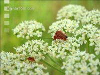 Rhagonycha fulva 2