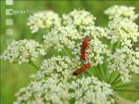 Rhagonycha fulva 1