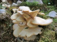 Austernseitlinge 1