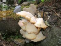 Austernseitlinge 2