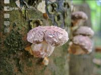 Shiitakepilz 8