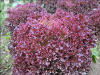 Lollo Rossa 2
