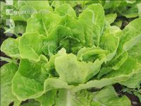 Romana-Salate 3