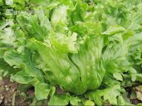 Eissalat 2