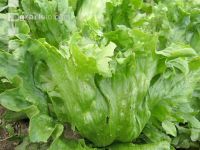 Eissalat 1
