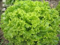 Batavia Salat 2