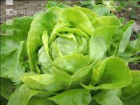 Kopfsalat 5