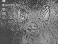 Pig portrait