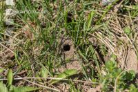 Sand bees 1