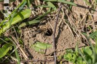 Sand bees 3
