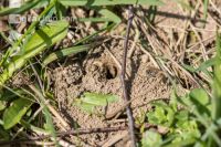 Sand bees 4