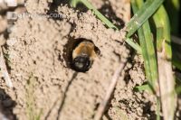Sand bees 6