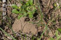 Sandbienen 7