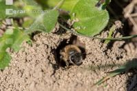 Sand bees 8