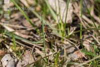 Sand bees 9